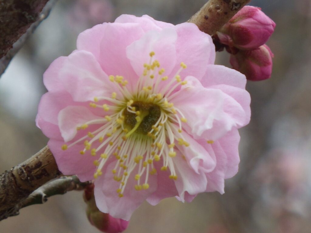 ヤ八つ房IMGP2325