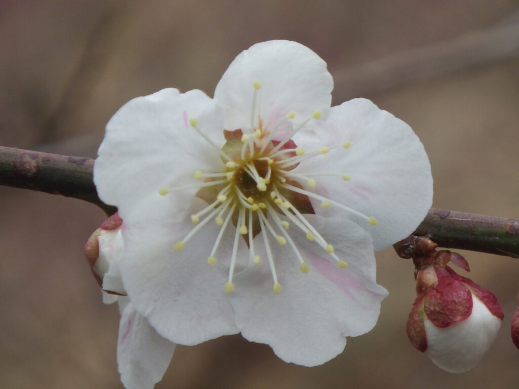 マ巻立山IMGP7788