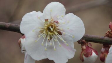 マ巻立山IMGP7788