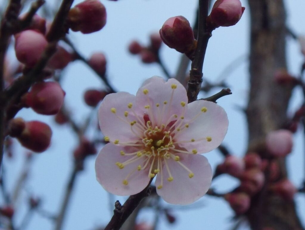 コ紅冬至IMGP1381