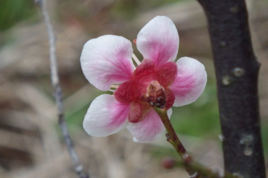 ユ雪灯籠・萼IMGP2264