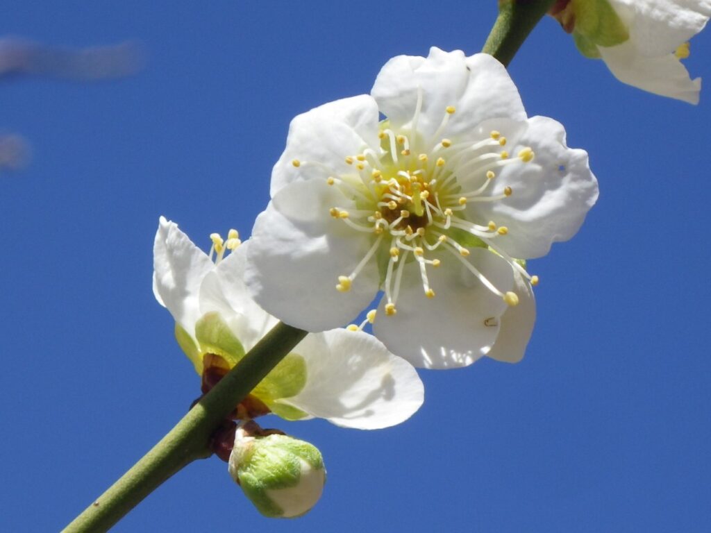 ヒ一重大輪緑萼IMGP2165