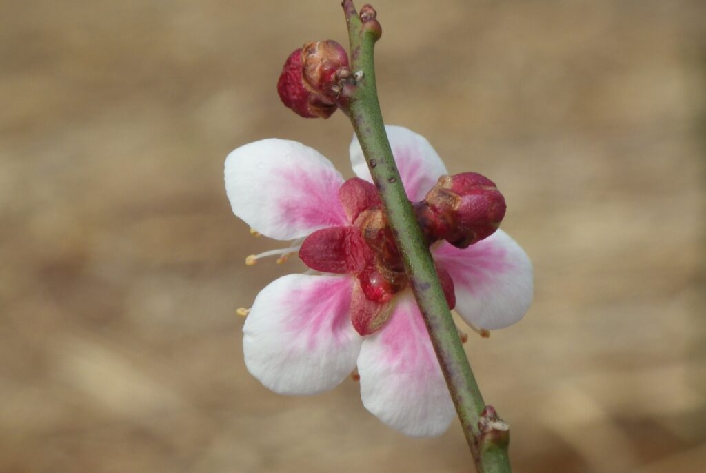 ス鈴鹿の関・裏IMGP6664