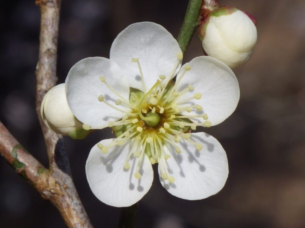 コ甲州最小1 IMGP6032