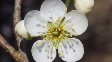 コ甲州最小1 IMGP6032