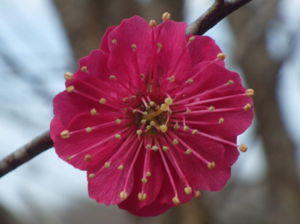 カ鹿児島紅IMGP6658