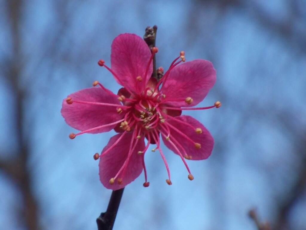 シ小輪緋梅IMGP1870