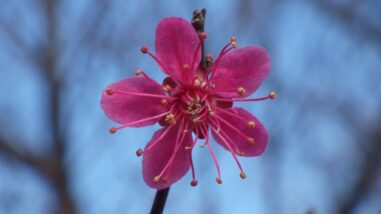 シ小輪緋梅IMGP1870