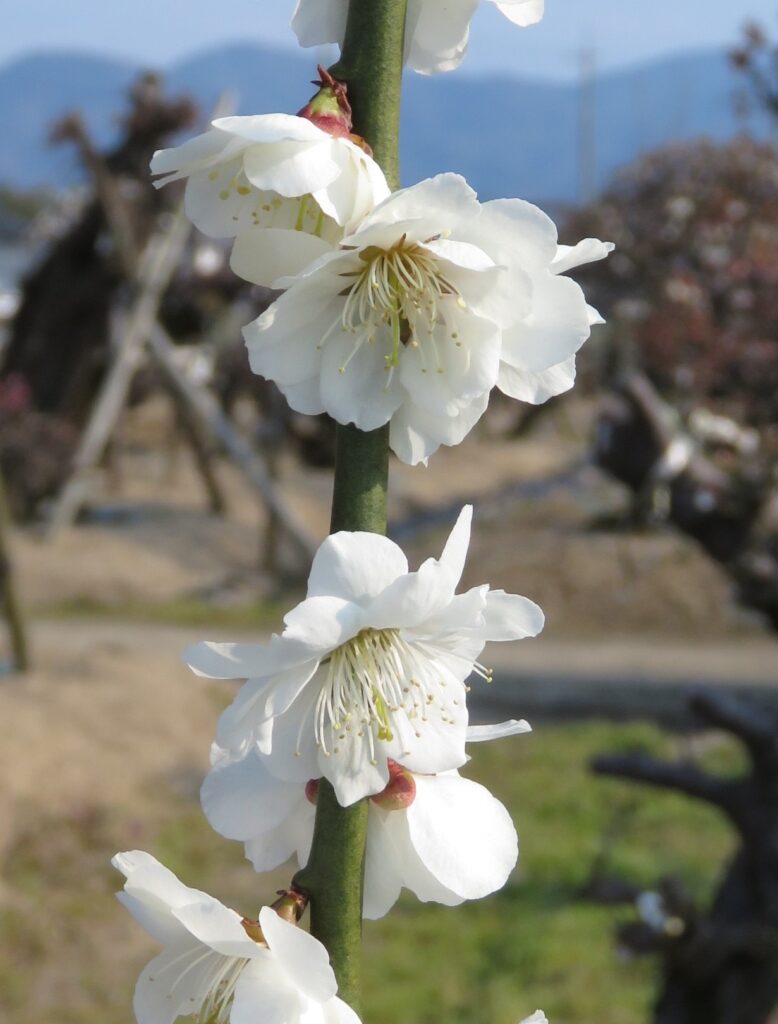 0217 05 1.2017.04.03